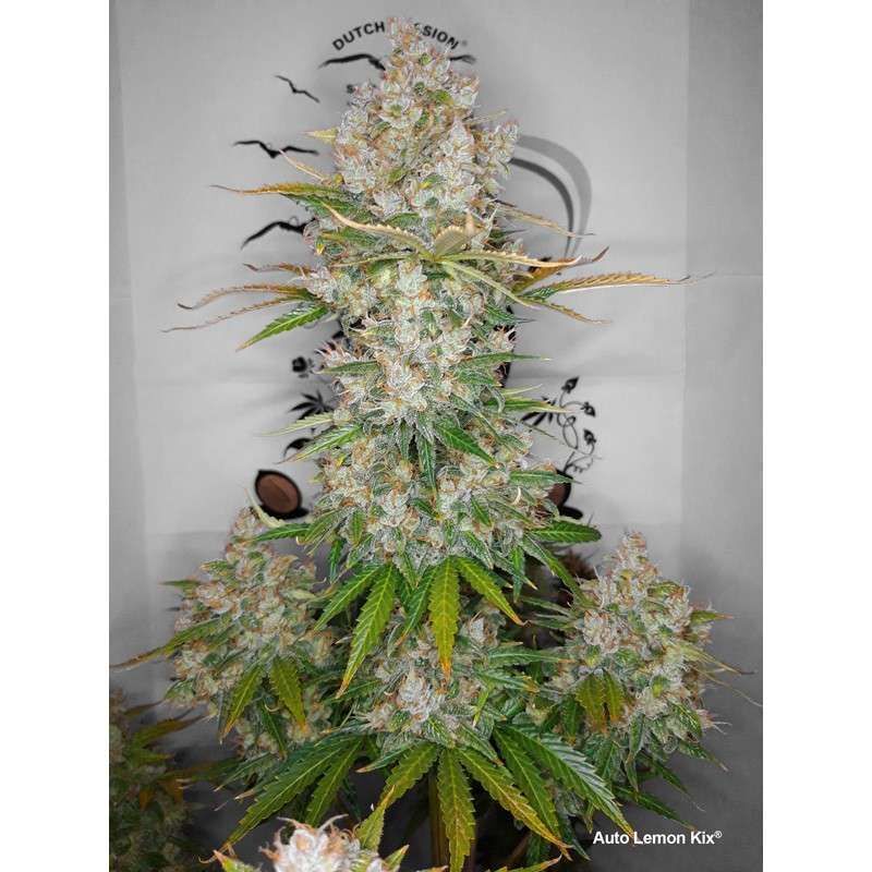 Dutch Passion - Auto Lemon Kix aka Auto Lemon Zkittle (auto/fem.)