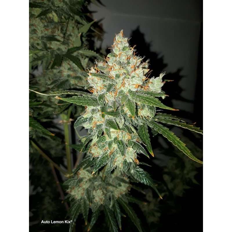Dutch Passion - Auto Lemon Kix aka Auto Lemon Zkittle (auto/fem.)