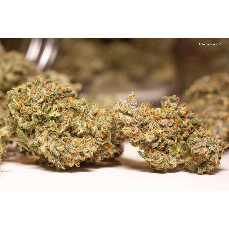 Dutch Passion - Auto Lemon Kix aka Auto Lemon Zkittle (auto/fem.)