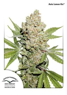 Dutch Passion - Auto Lemon Kix aka Auto Lemon Zkittle (auto/fem.) 06451
