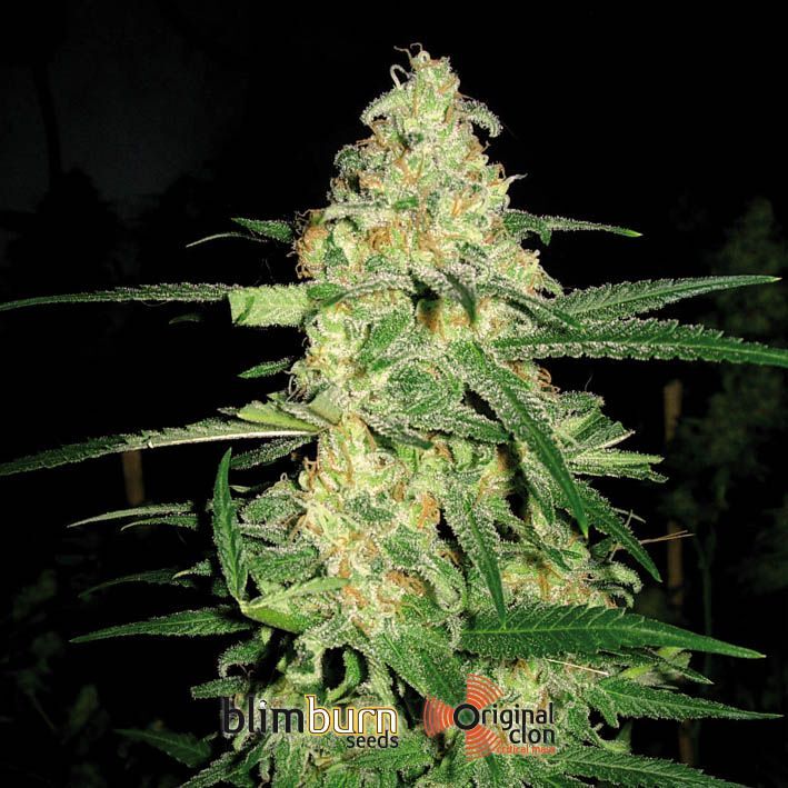 Blimburn Seeds - Original Clon (fem.)