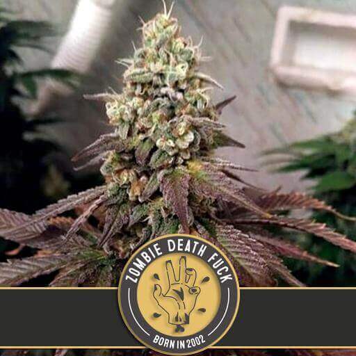 Blimburn Seeds - Zombie Death Fuck (fem.)