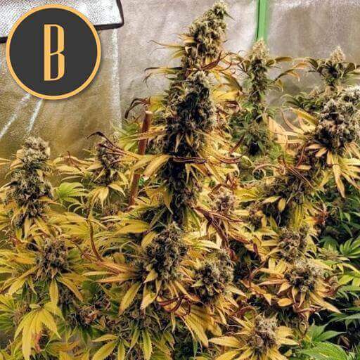 Blimburn Seeds - Zombie Death Fuck (fem.)