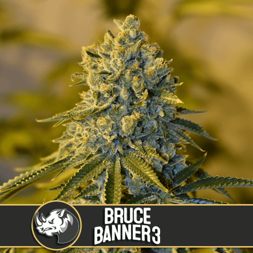 Blimburn Seeds - Bruce Banner #3 (fem.)