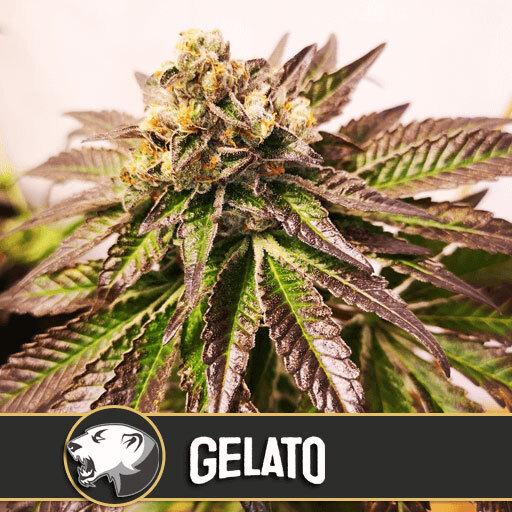 Blimburn Seeds - Gelato (fem.)