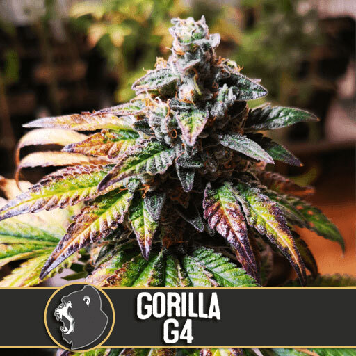 Blimburn Seeds - Gorilla Glue #4 aka Gorilla G4 (fem.)