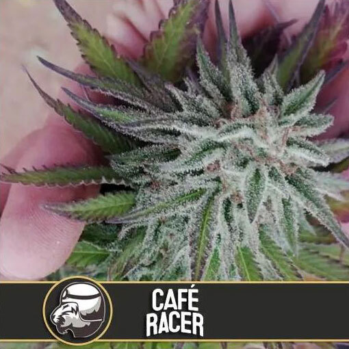 Blimburn Seeds - Cafe Racer (fem.)