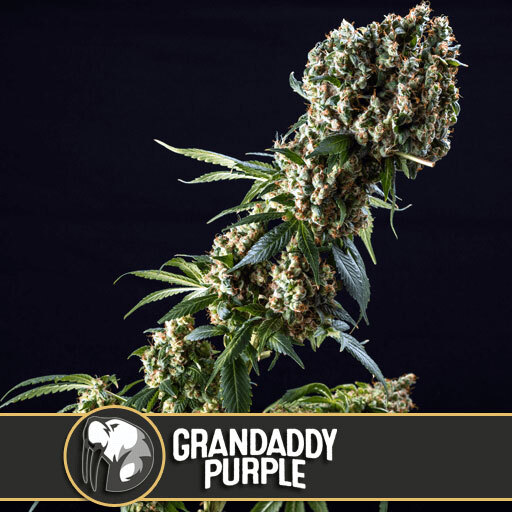 Blimburn Seeds - Grandaddy Purple (fem.)