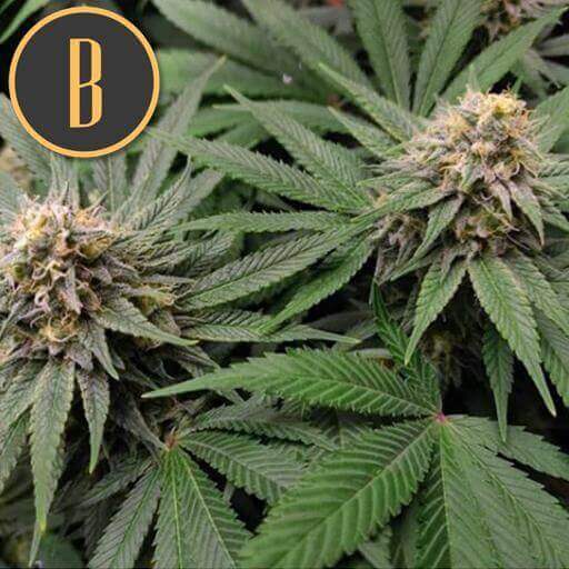 Blimburn Seeds - Gorilla Glue #4 Auto aka Gorilla G4 Auto (auto/fem.)