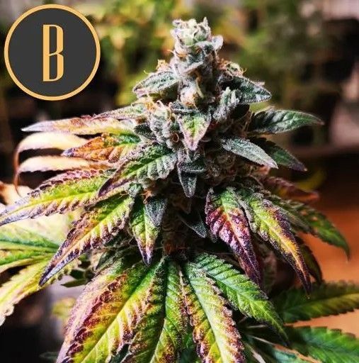 Blimburn Seeds - Gorilla Glue #4 Auto aka Gorilla G4 Auto (auto/fem.)