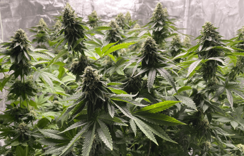 Blimburn Seeds - Girl Scout Cookies Auto (auto/fem.)