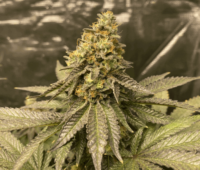 Blimburn Seeds - Girl Scout Cookies Auto (auto/fem.)