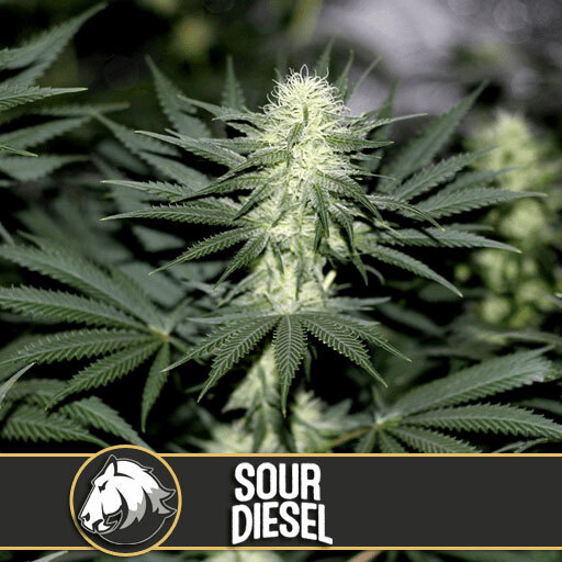 Blimburn Seeds - Sour Diesel (fem.)