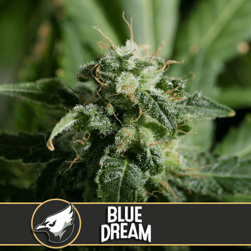 Blimburn Seeds - Blue Dream (fem.)
