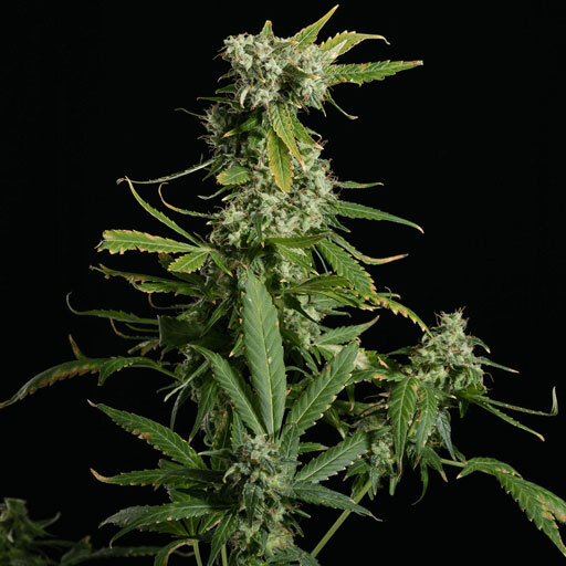 Blimburn Seeds - Blue Dream (fem.)