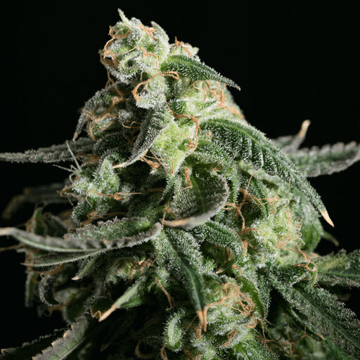 Blimburn Seeds - Girl Scout Cookies (fem.)