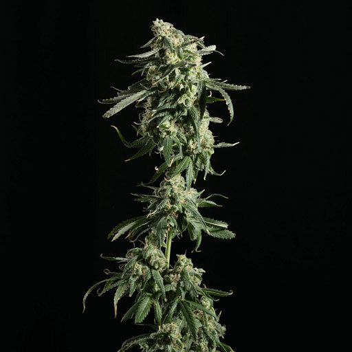 Blimburn Seeds - Girl Scout Cookies (fem.)