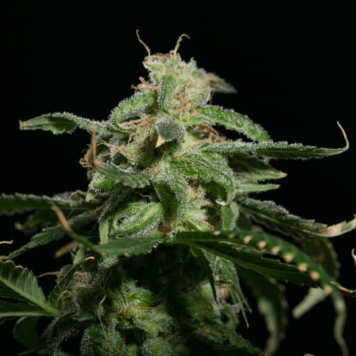 Blimburn Seeds - Girl Scout Cookies (fem.)