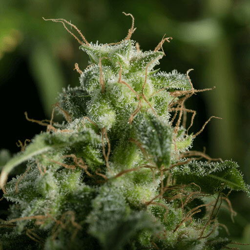 Blimburn Seeds - Blue Dream (fem.)