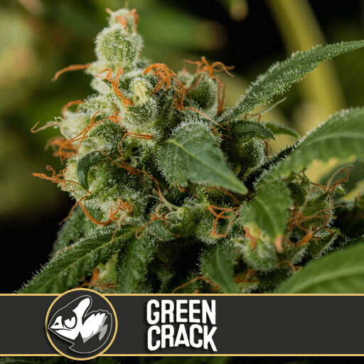 Blimburn Seeds - Green Crack (fem.)