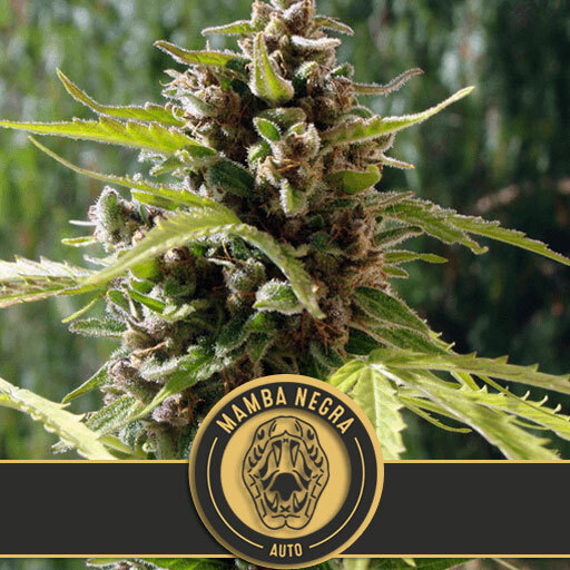 Blimburn Seeds - Mamba Negra Auto (auto/fem.)