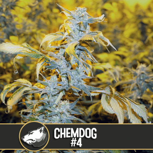 Blimburn Seeds - Chemdog #4 (fem.)