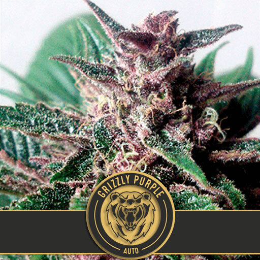 Blimburn Seeds - Grizzly Purple Auto (auto/fem.)