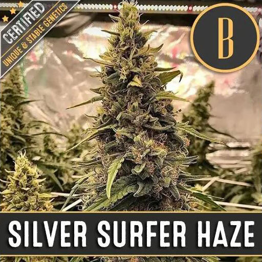 Blimburn Seeds - Silver Surfer Haze (fem.)