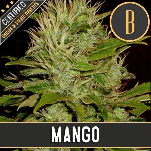 Blimburn Seeds - Mango (fem.)
