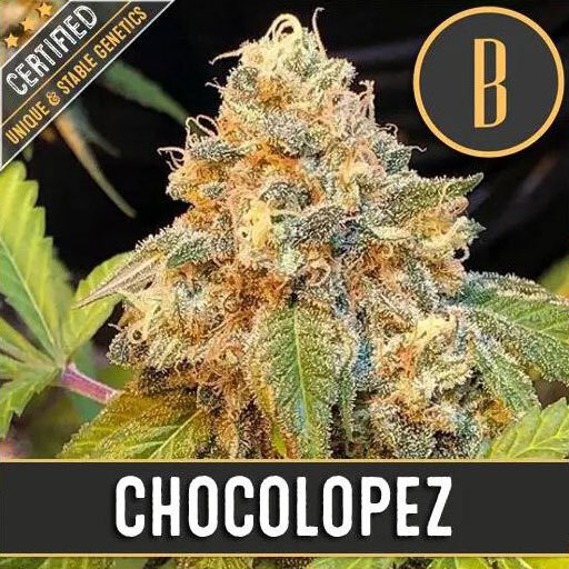Blimburn Seeds - Chocolopez (fem.)