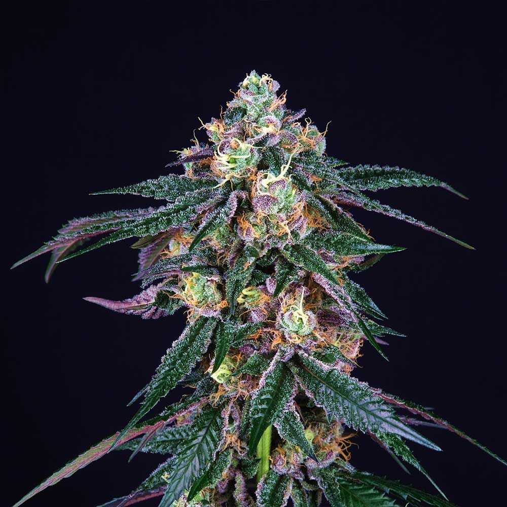 Perfect Tree Seeds - Midnight Sunset (fem.)