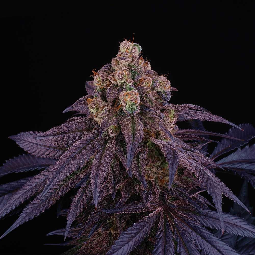 Perfect Tree Seeds - Red Red Wine (fem.)
