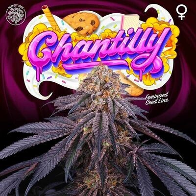 Perfect Tree Seeds - Chantilly (fem.) 08559