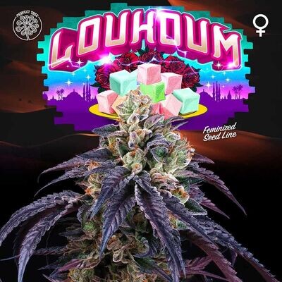 Perfect Tree Seeds - Loukoum (fem.) 08562