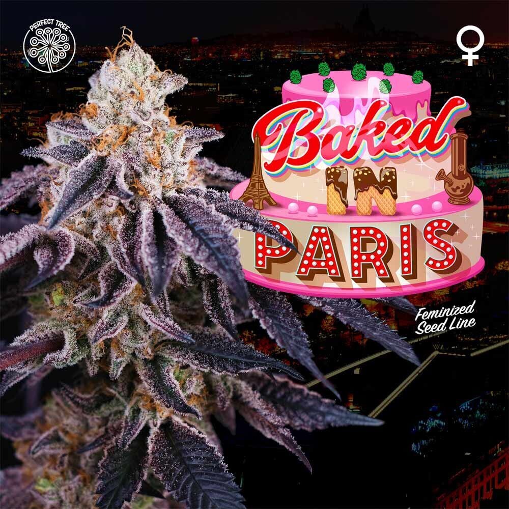 Perfect Tree Seeds - Baked in Paris