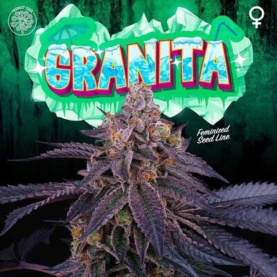 Perfect Tree Seeds - Granita (fem.) 08561