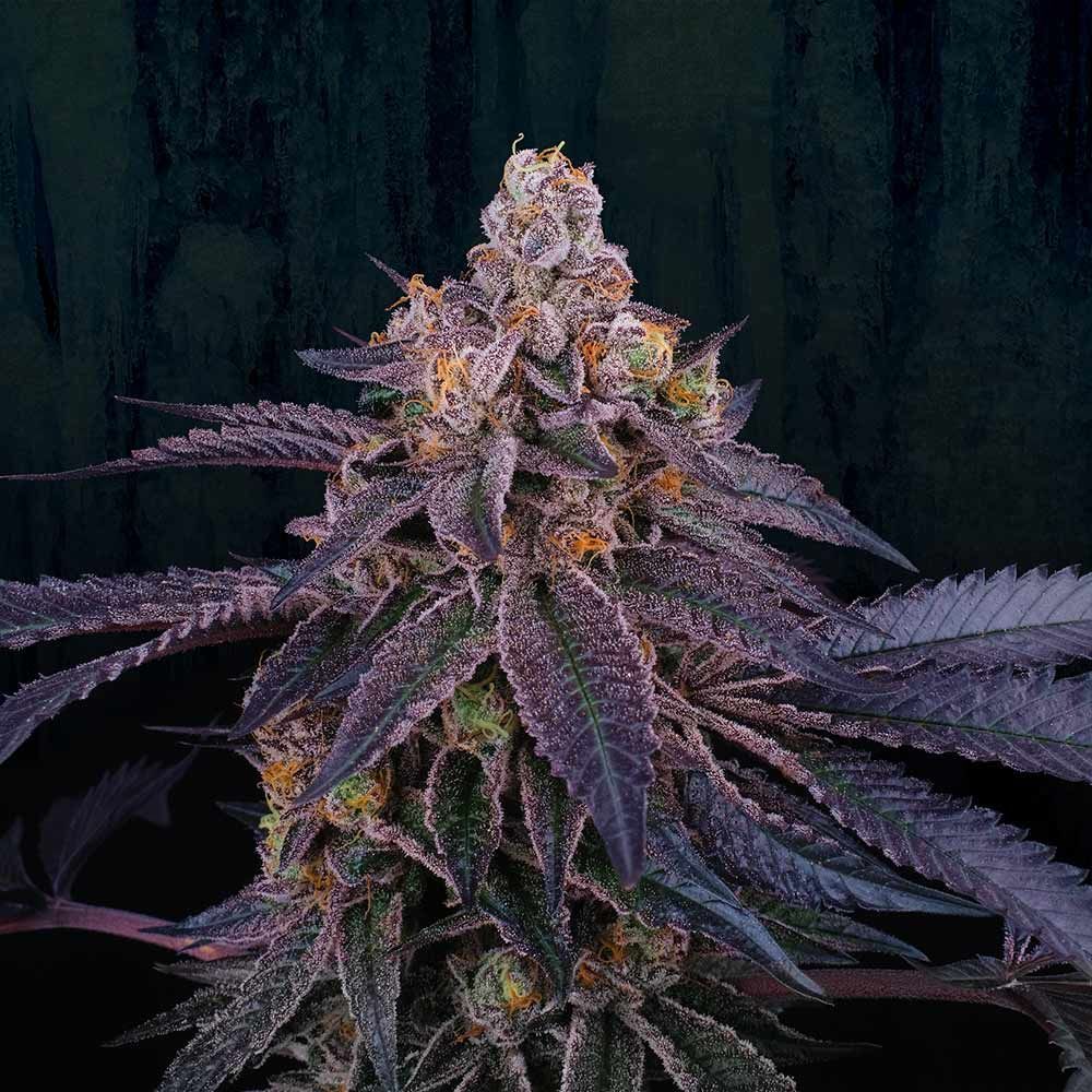 Perfect Tree Seeds - Granita (fem.)
