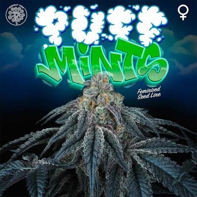 Perfect Tree Seeds - Puff Mints (fem.) 08564