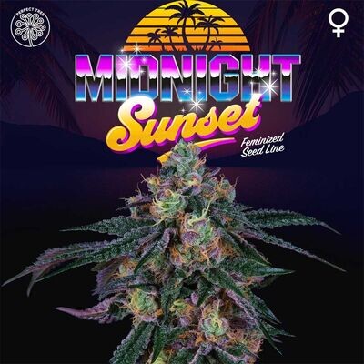 Perfect Tree Seeds - Midnight Sunset (fem.) 08563