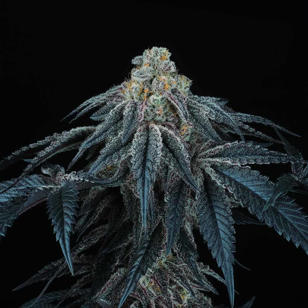 Perfect Tree Seeds - Puff Mints (fem.)