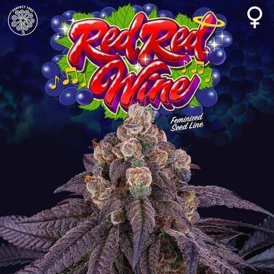 Perfect Tree Seeds - Red Red Wine (fem.) 08565