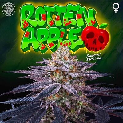 Perfect Tree Seeds - Rotten Apple (fem.) 08566