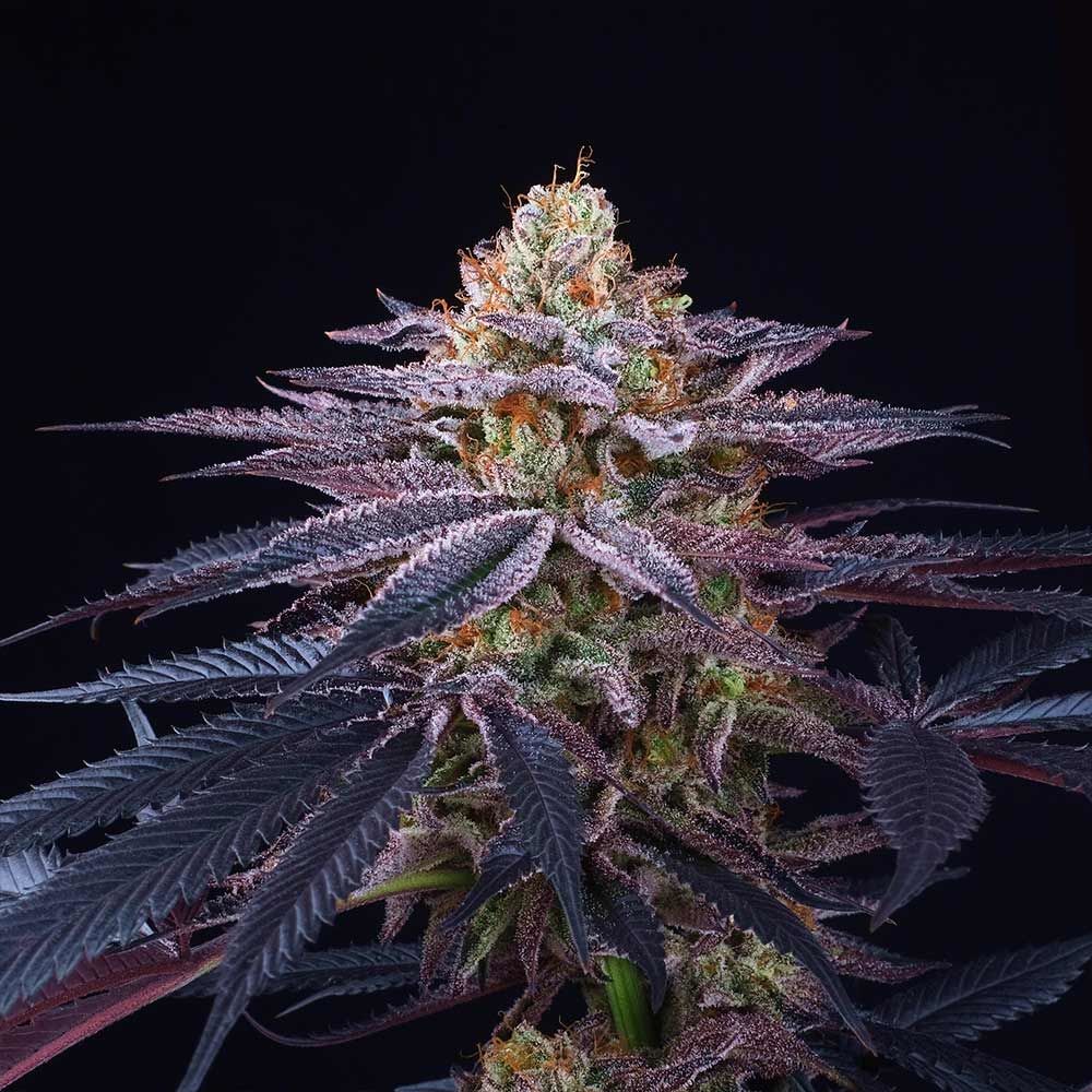Perfect Tree Seeds - Rotten Apple (fem.)