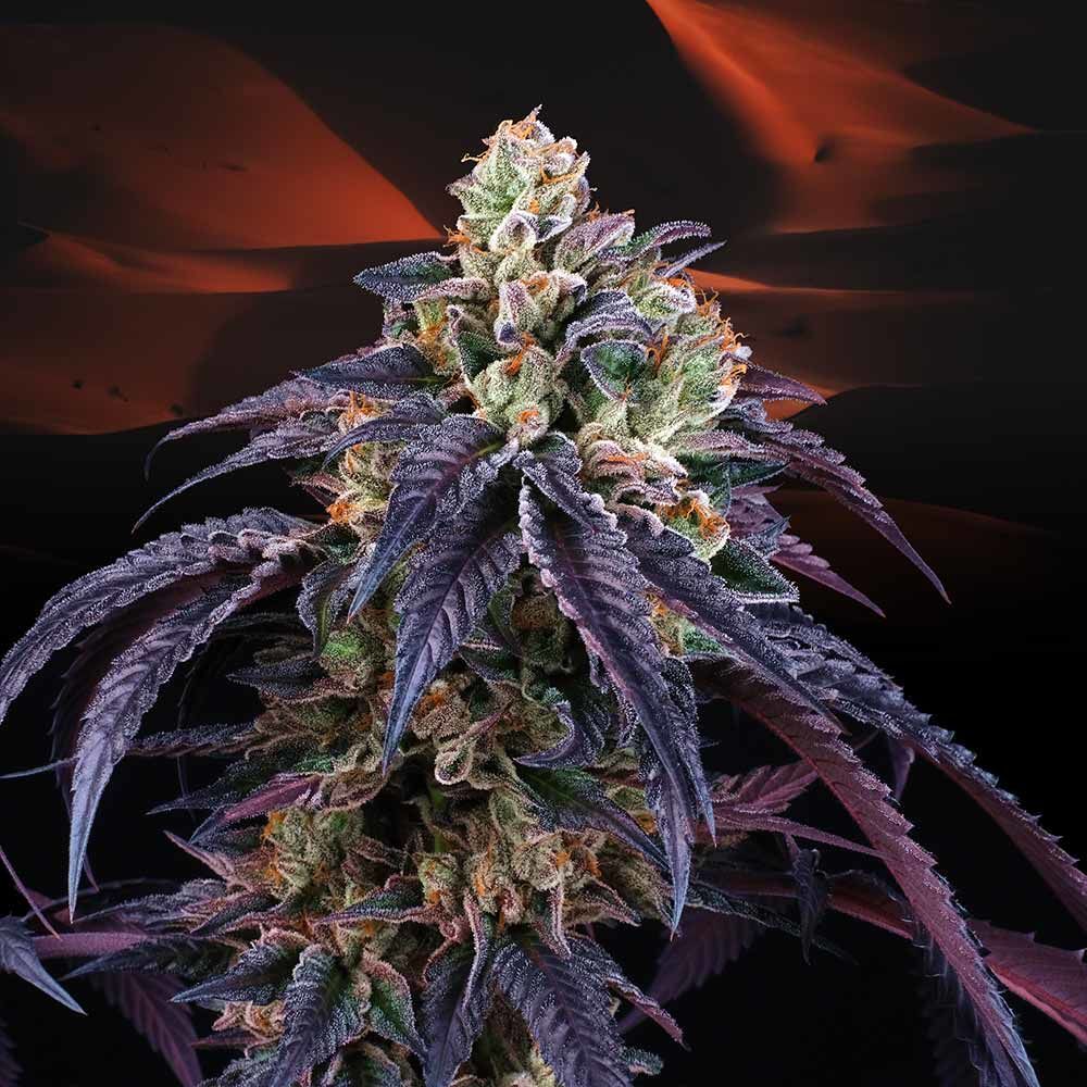 Perfect Tree Seeds - Loukoum (fem.)