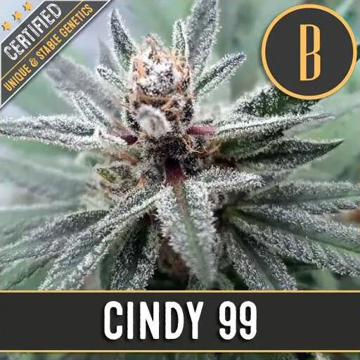 Blimburn Seeds - Cindy 99 aka C99 (fem.)