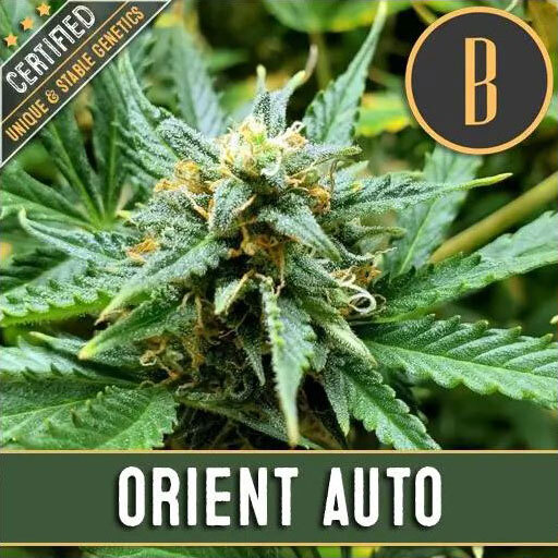 Blimburn Seeds - Orient Auto (auto/fem.)