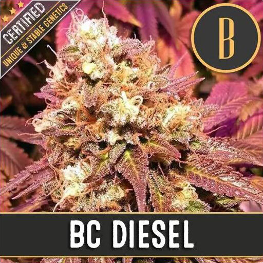 Blimburn Seeds - BC Diesel (fem.)