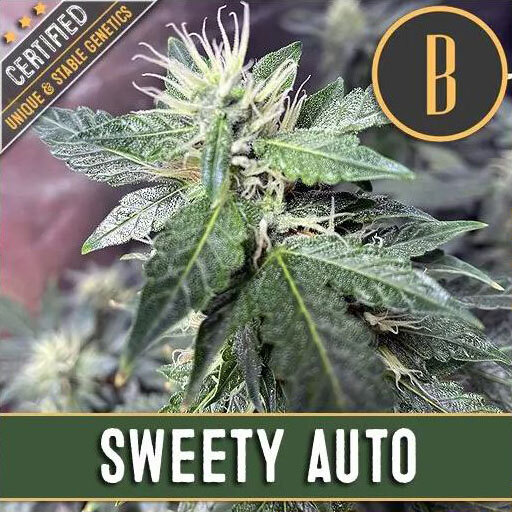 Blimburn Seeds - Sweety Auto (auto/fem.)