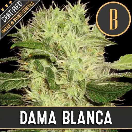 Blimburn Seeds - Dama Blanca (fem.)