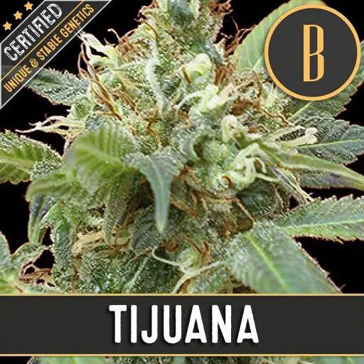 Blimburn Seeds - Tijuana (fem.)